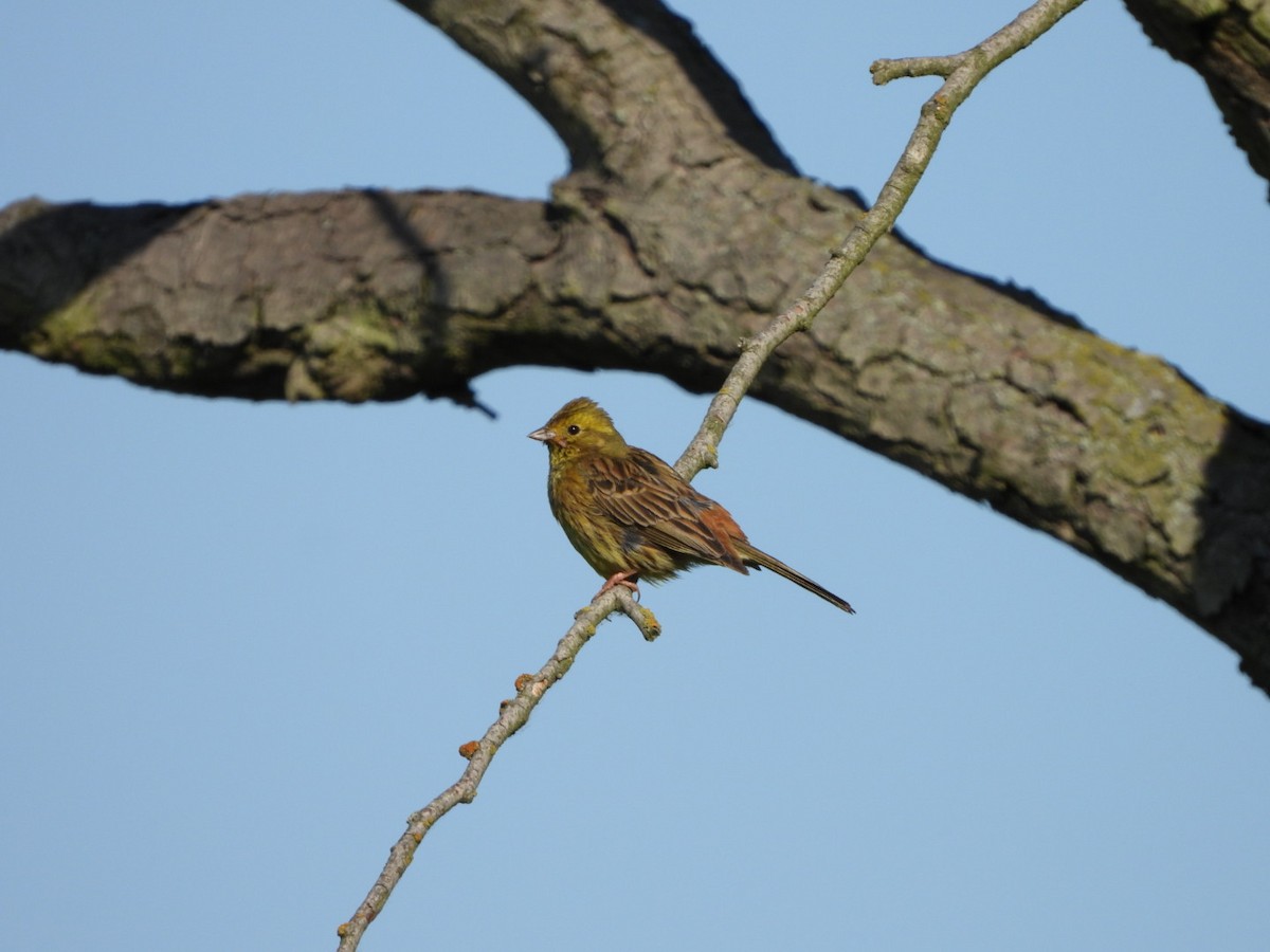 Yellowhammer - ML619714070