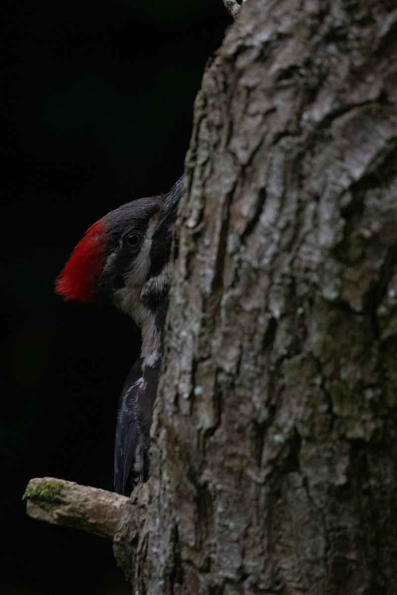 Pileated Woodpecker - ML619714090