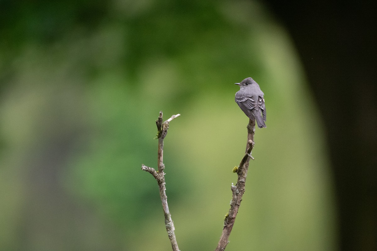 Western Wood-Pewee - ML619714098