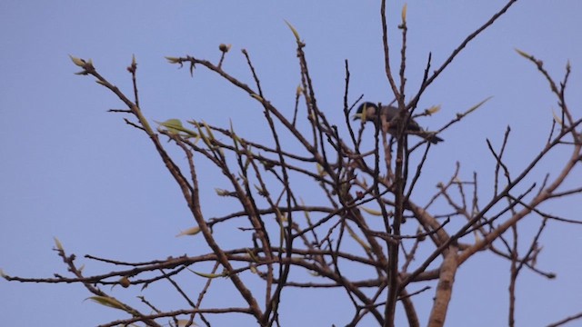 Asian Tit (Cinereous) - ML619714104