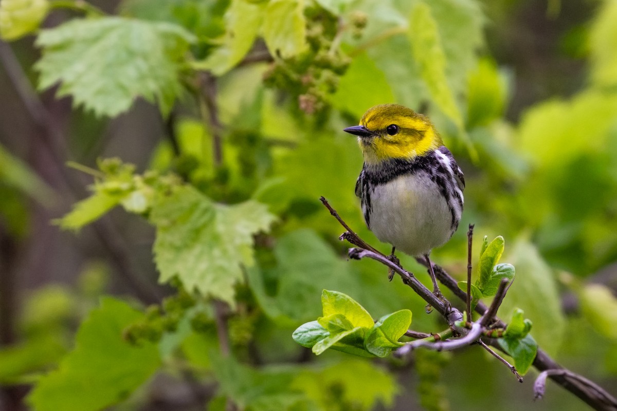 Grünmantel-Waldsänger - ML619714111
