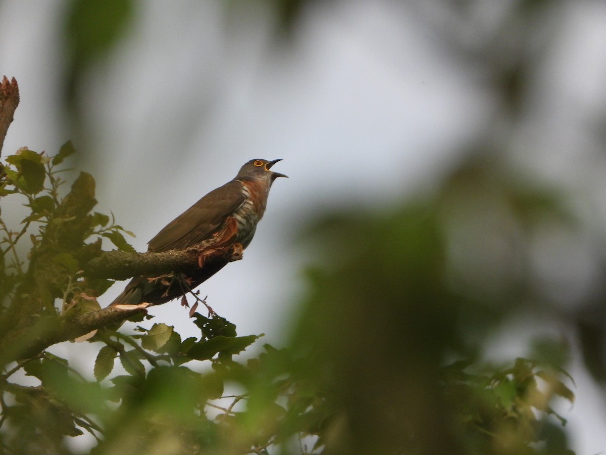Large Hawk-Cuckoo - Malyasri Bhattacharya