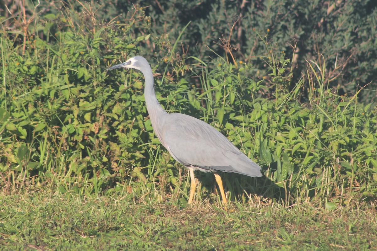 White-faced Heron - ML619714143