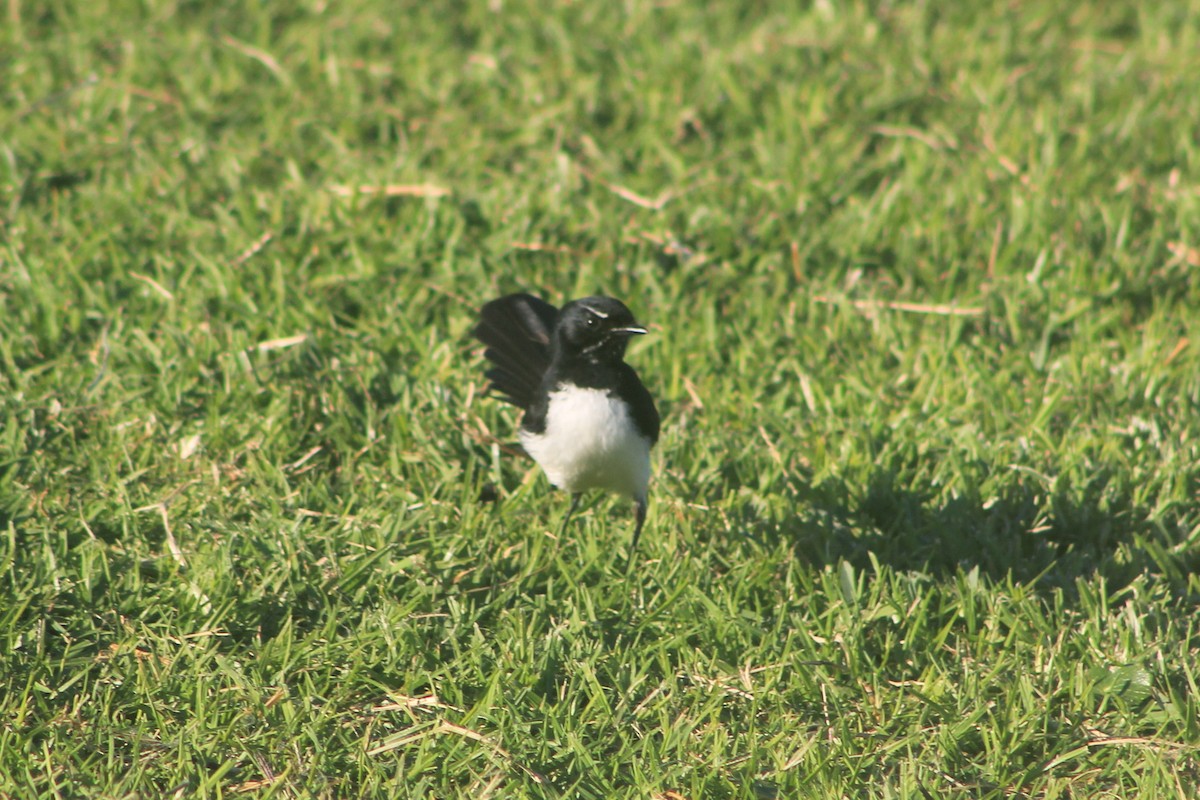 Willie-wagtail - ML619714146