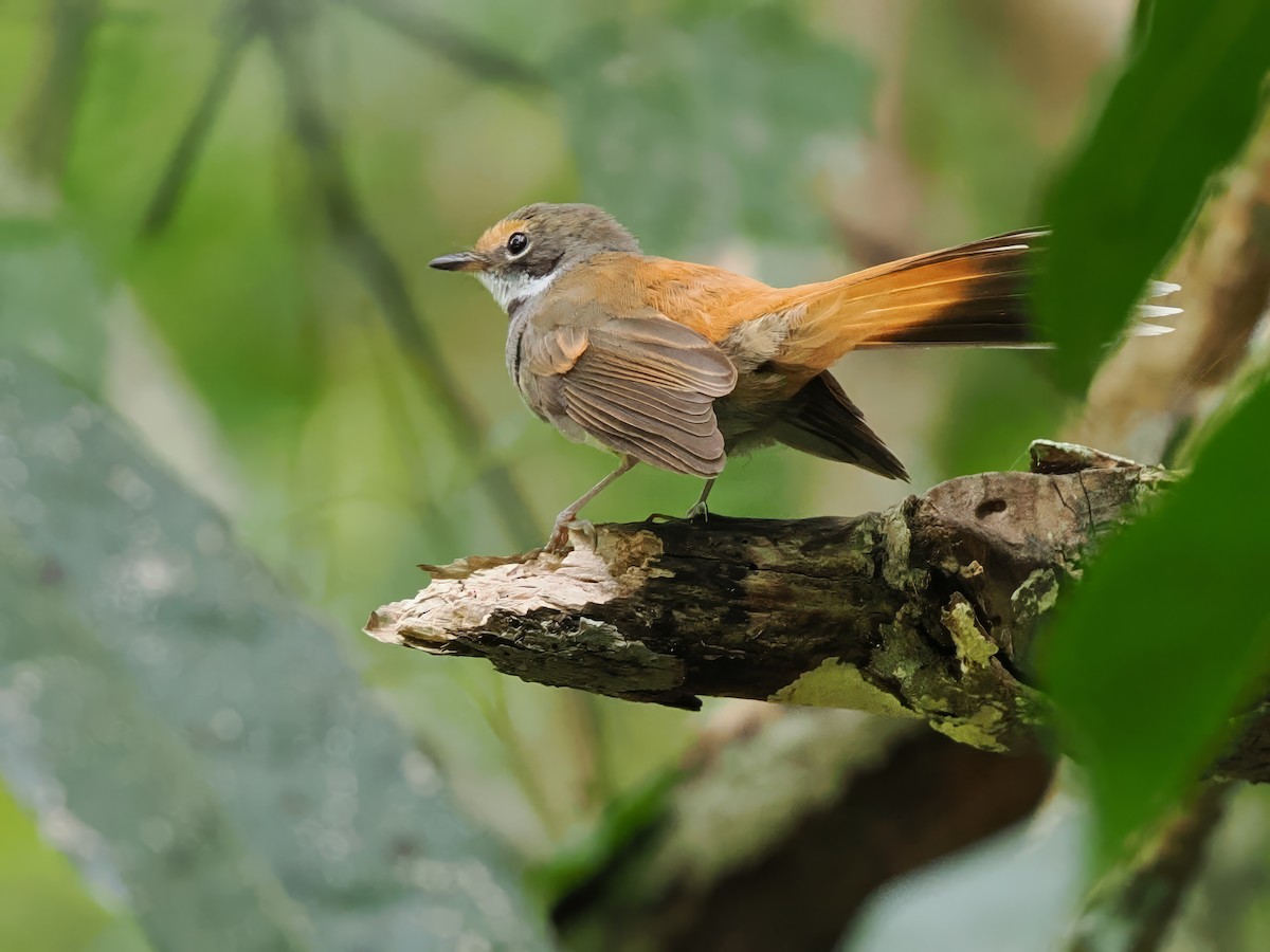 Australian Rufous Fantail - ML619714149