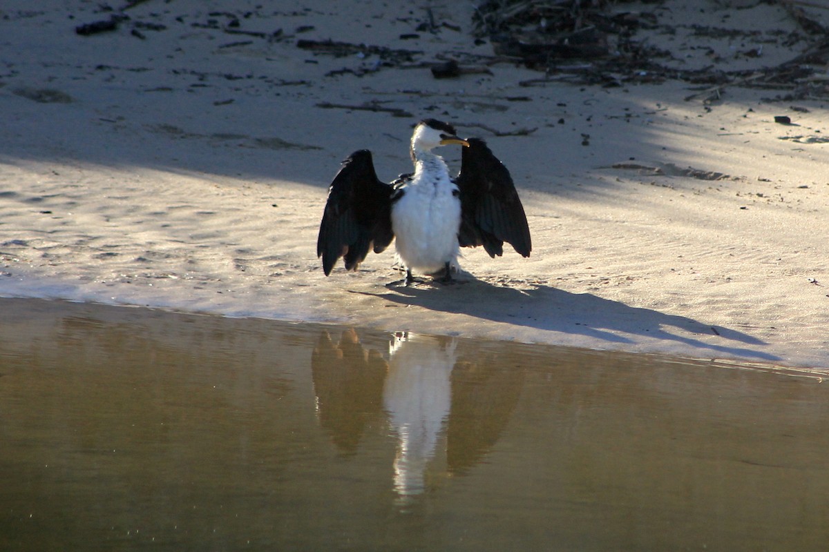 Little Pied Cormorant - ML619714151