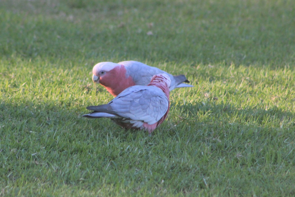 Galah - ML619714154