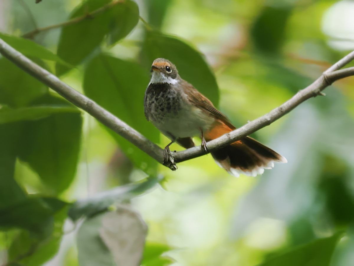 Australian Rufous Fantail - ML619714155