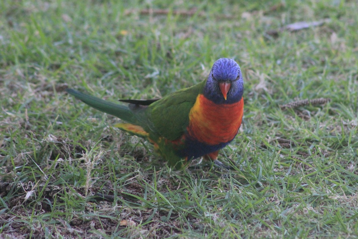 Rainbow Lorikeet - ML619714174