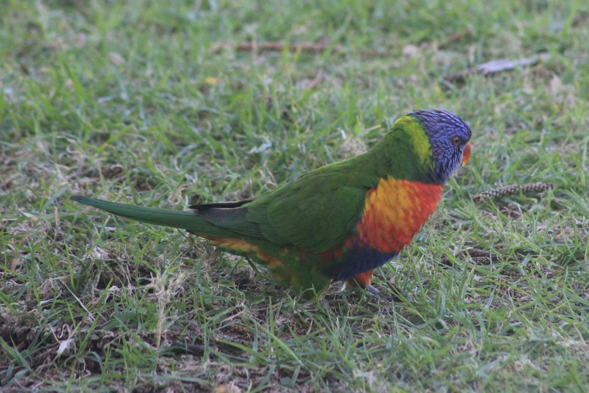Rainbow Lorikeet - ML619714175