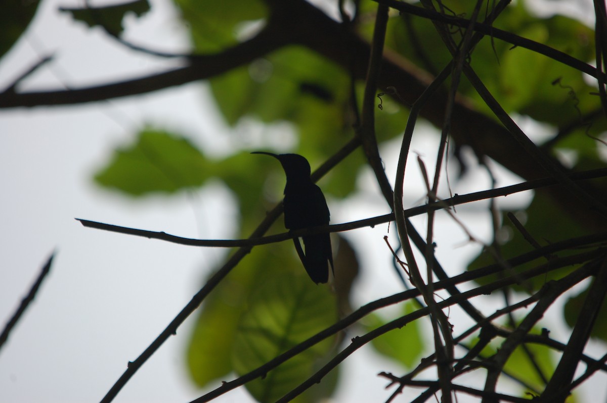kolibřík nachovohrdlý - ML619714178