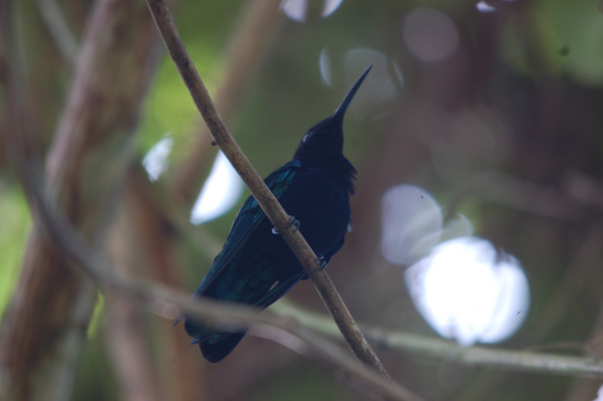 kolibřík nachovohrdlý - ML619714179