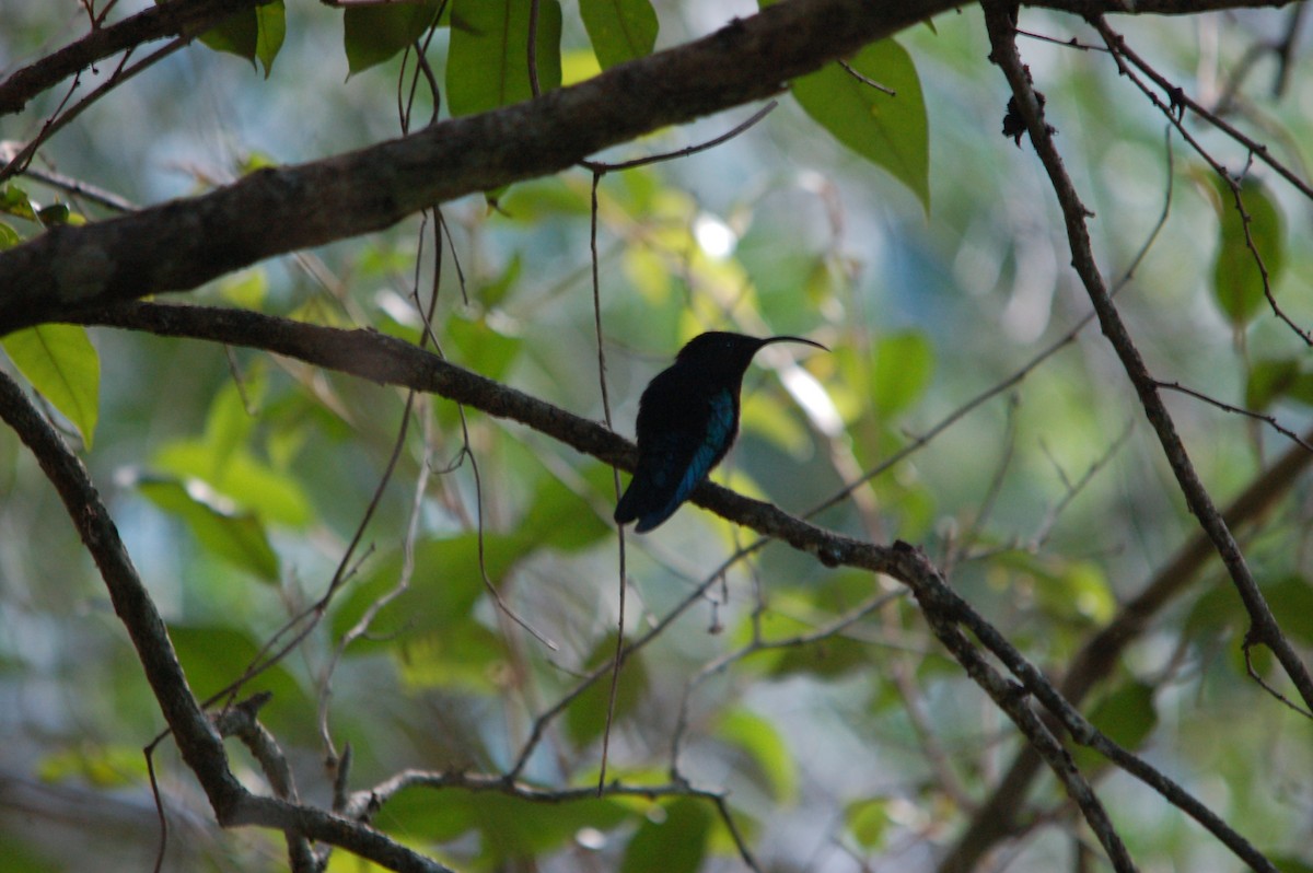 Purple-throated Carib - ML619714180