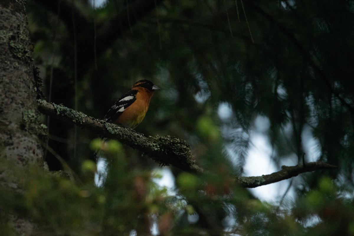 Black-headed Grosbeak - ML619714181