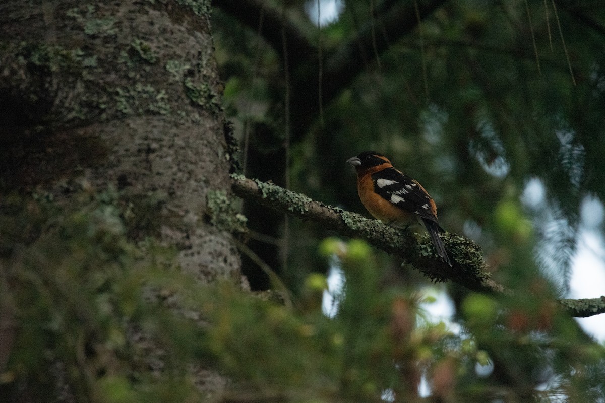Black-headed Grosbeak - ML619714183