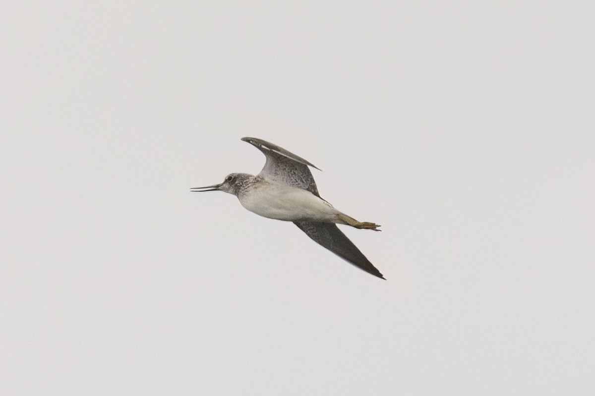 Common Greenshank - ML619714188