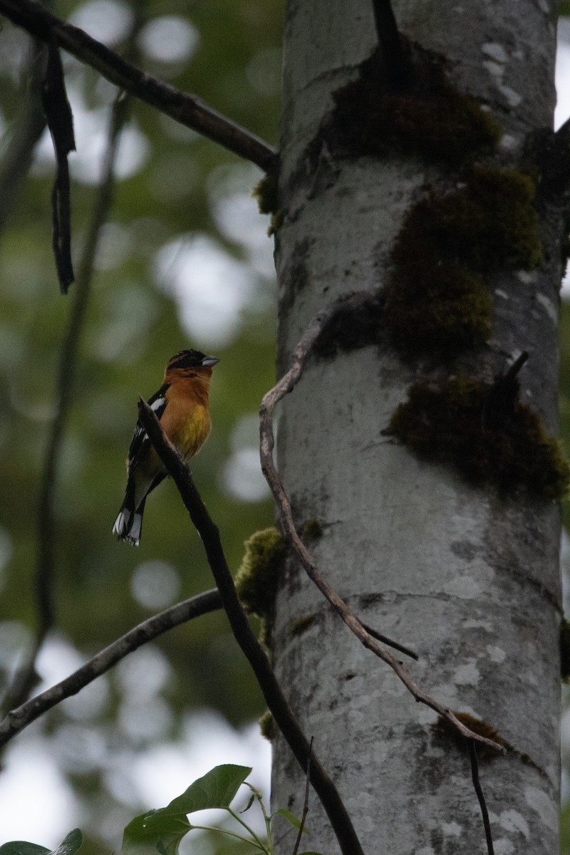 Black-headed Grosbeak - ML619714189