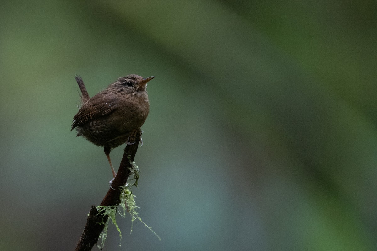 Pacific Wren - ML619714210