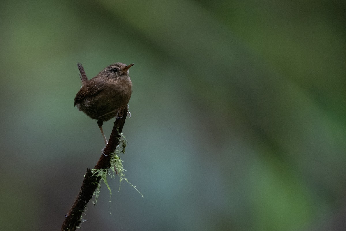 Pacific Wren - ML619714211