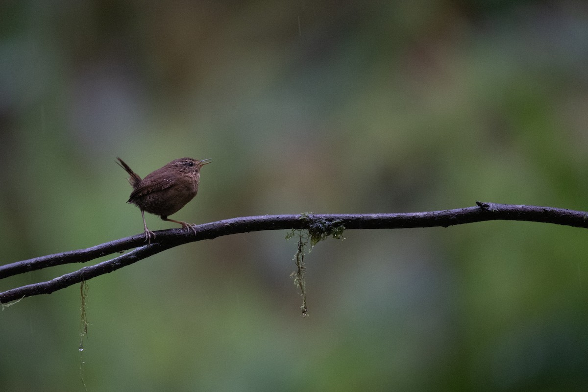 Pacific Wren - ML619714216