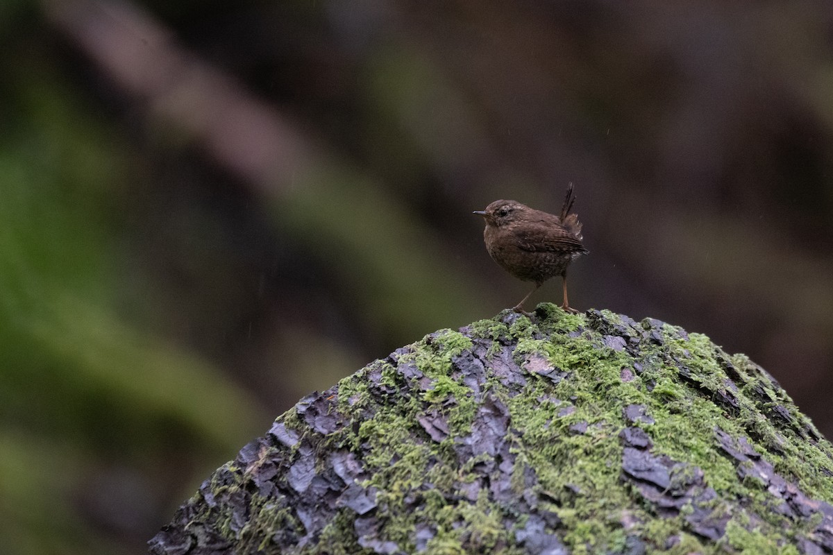 Pacific Wren - ML619714217