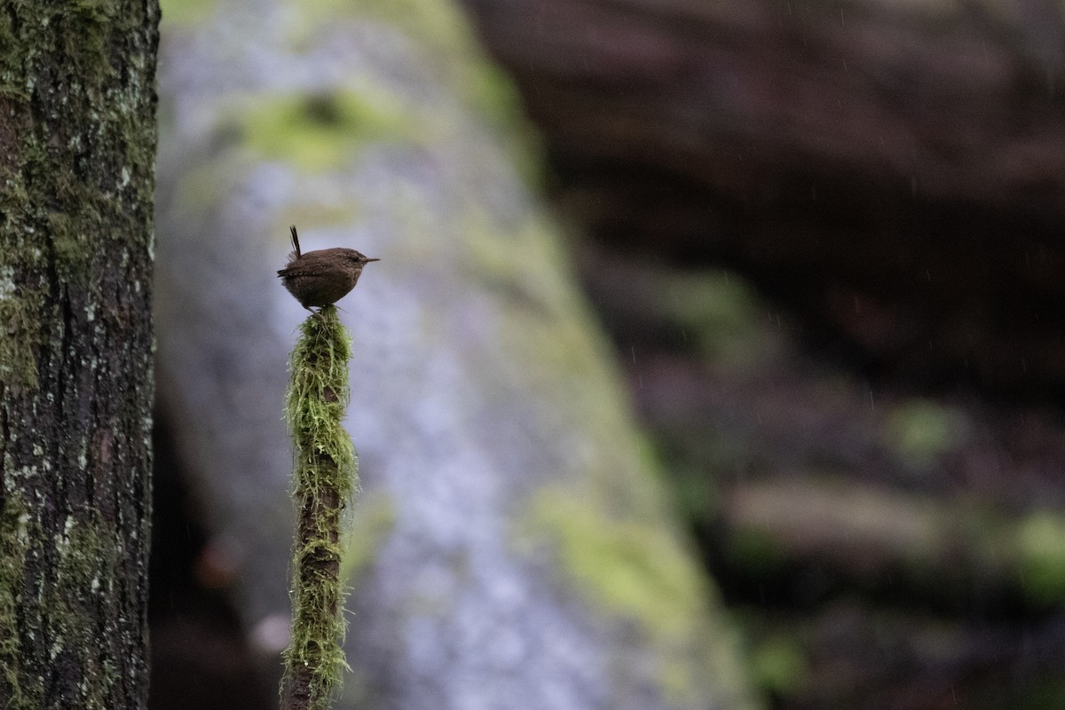 Pacific Wren - ML619714224