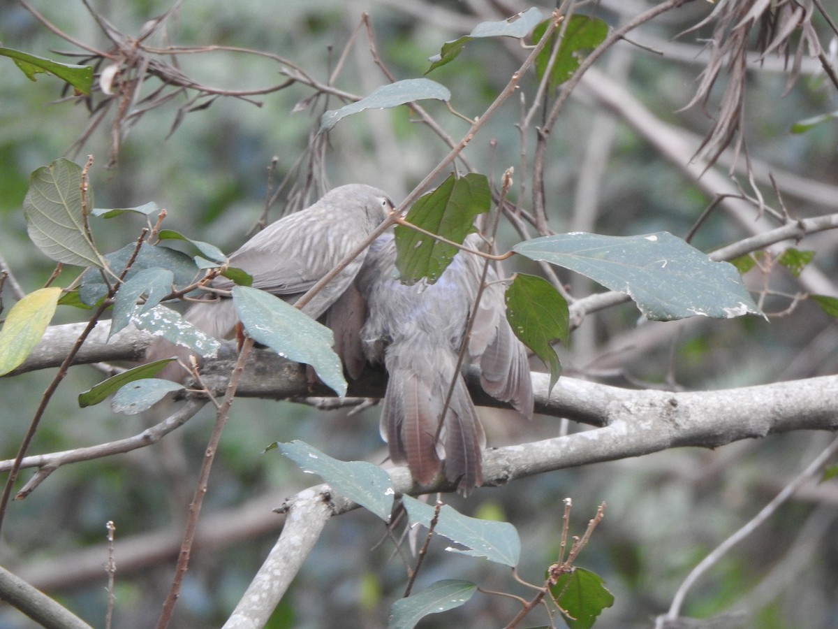 Jungle Babbler - ML619714234