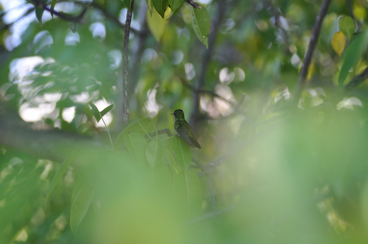 Antillean Crested Hummingbird - Samuel Hilaire
