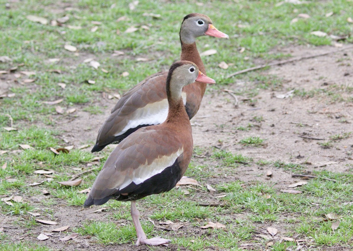 Dendrocygne à ventre noir - ML619714293