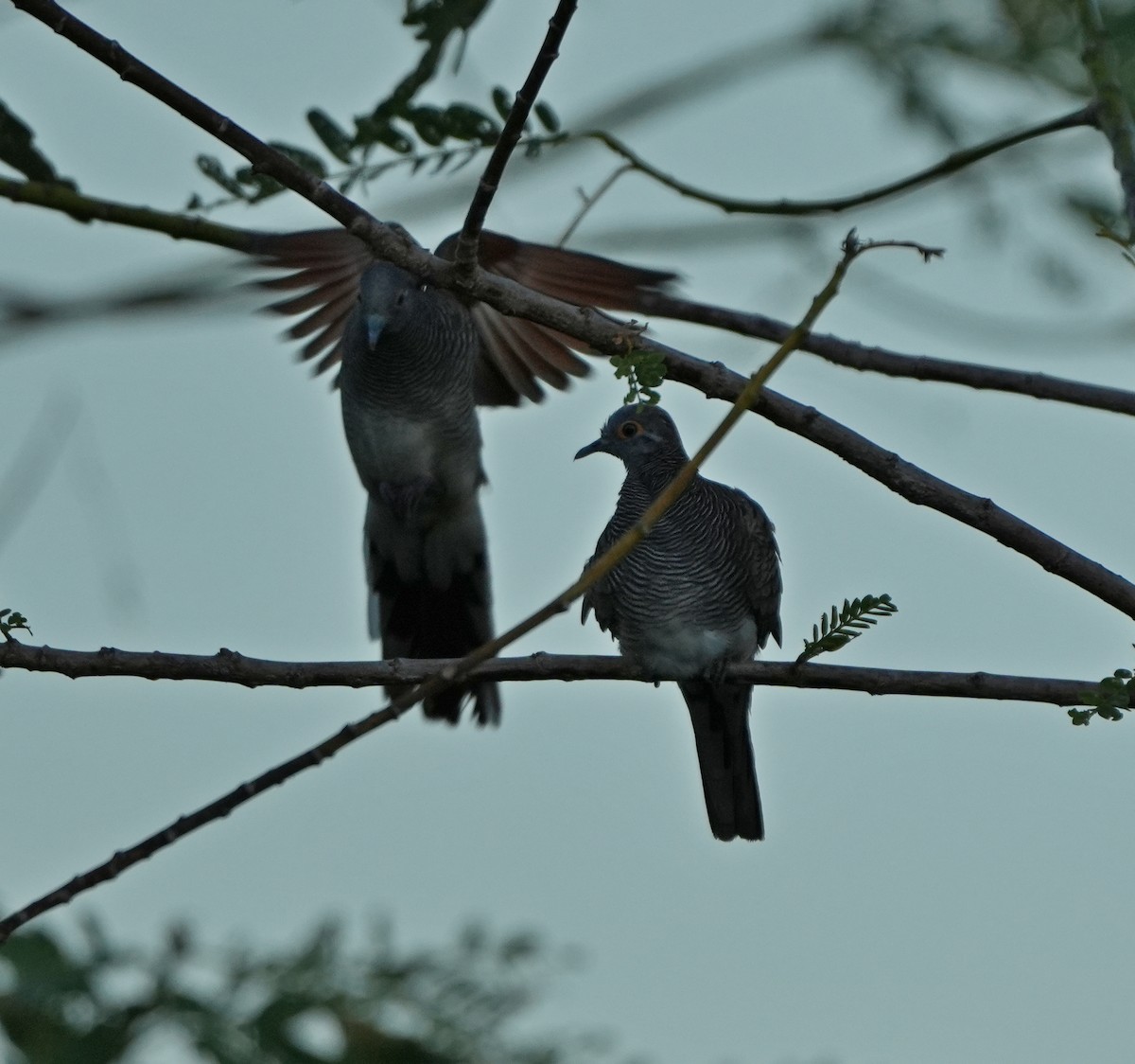 Barred Dove - ML619714296