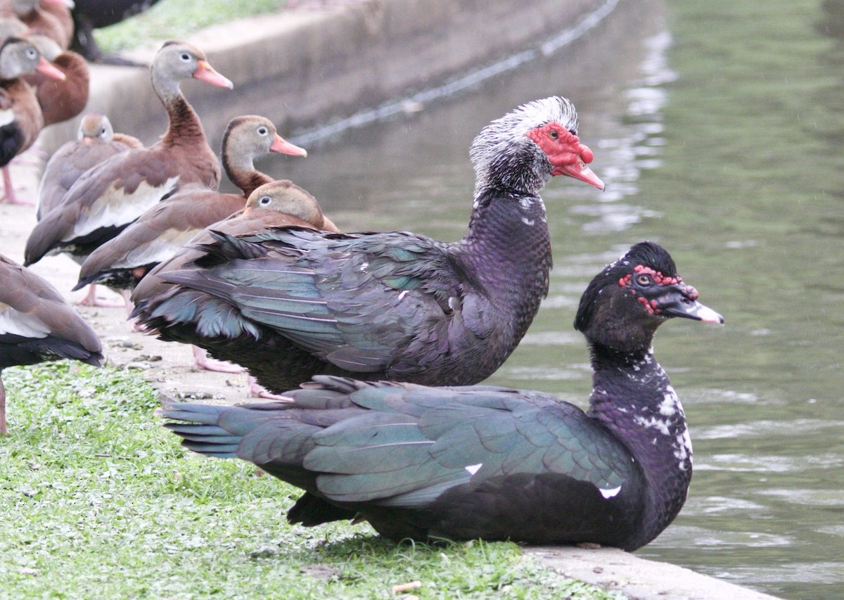 Muscovy Duck (Domestic type) - ML619714297