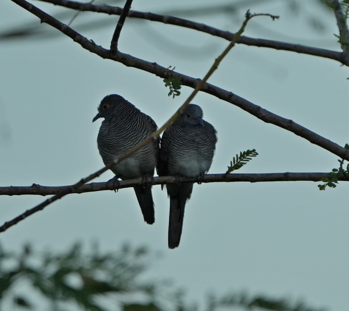 Barred Dove - ML619714298