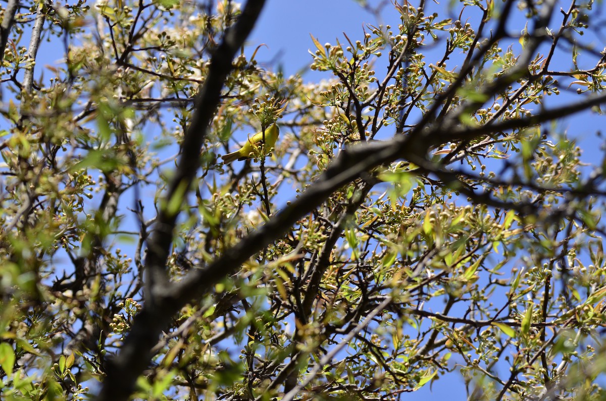 Gray-hooded Warbler - ML619714333