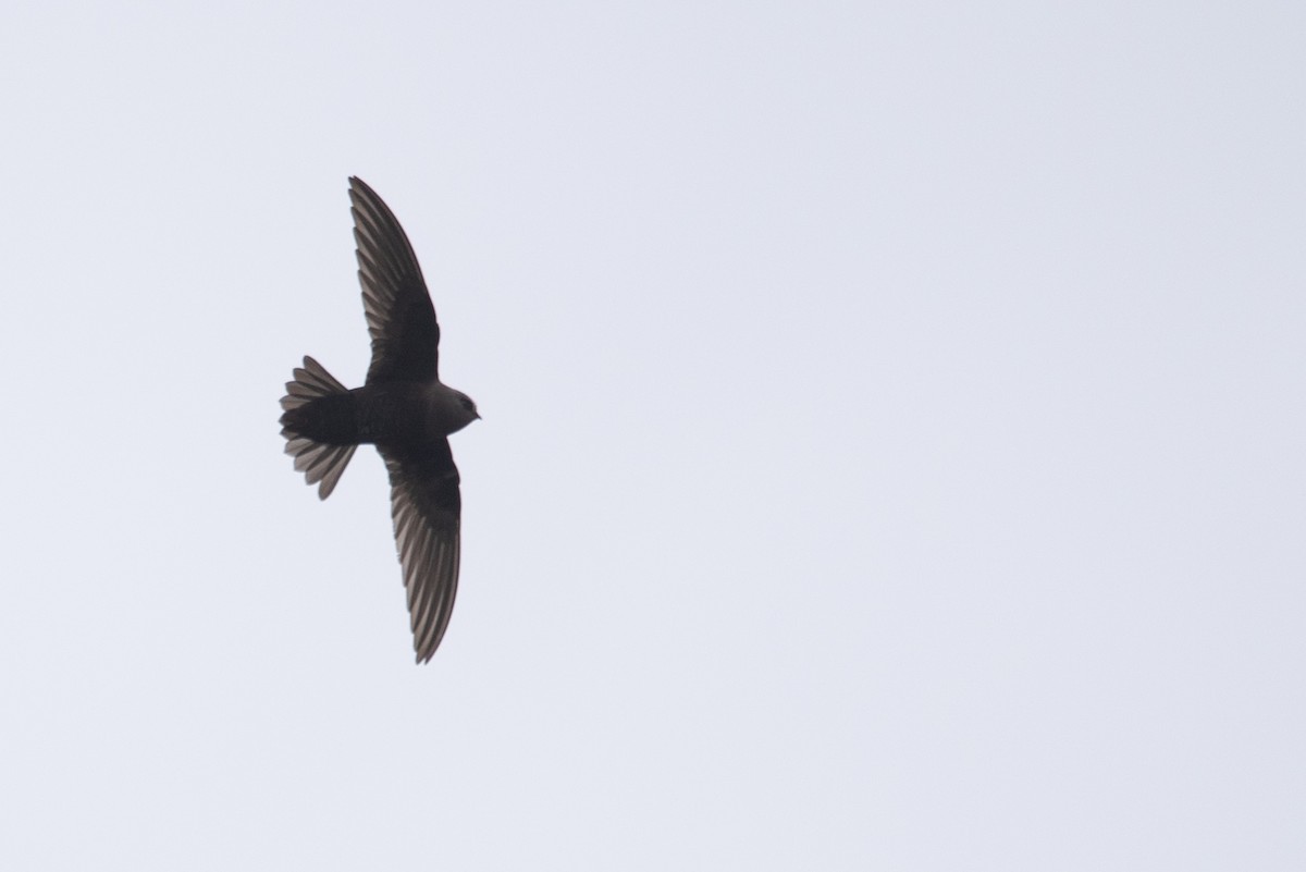 Black Swift - ML619714336