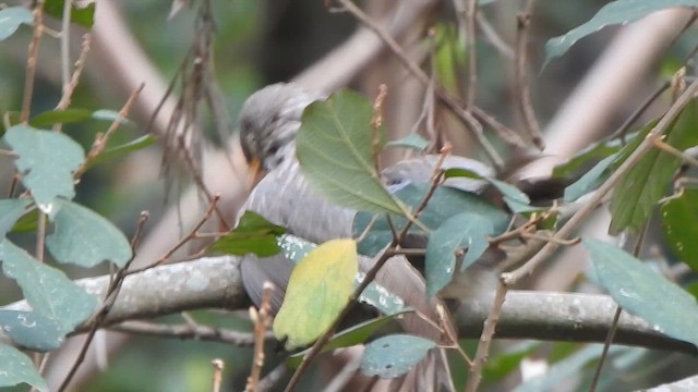 Jungle Babbler - ML619714343