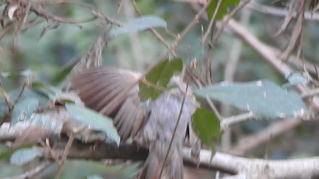 Jungle Babbler - ML619714349