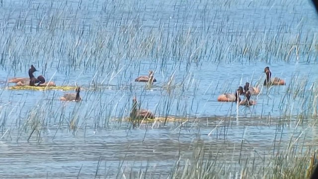 Eared Grebe - ML619714380