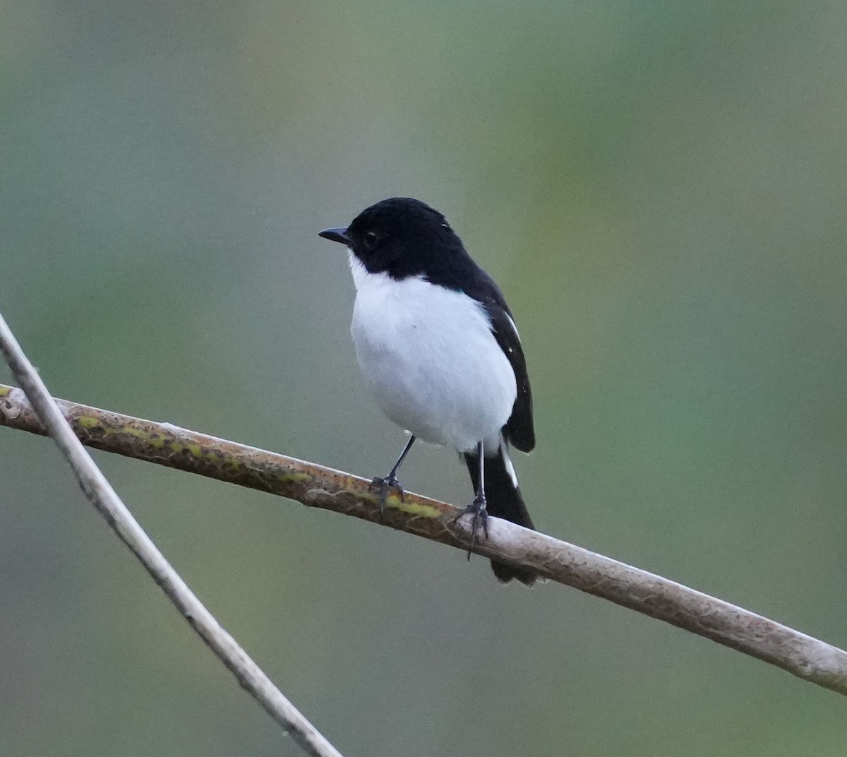 Timor Bushchat - ML619714390