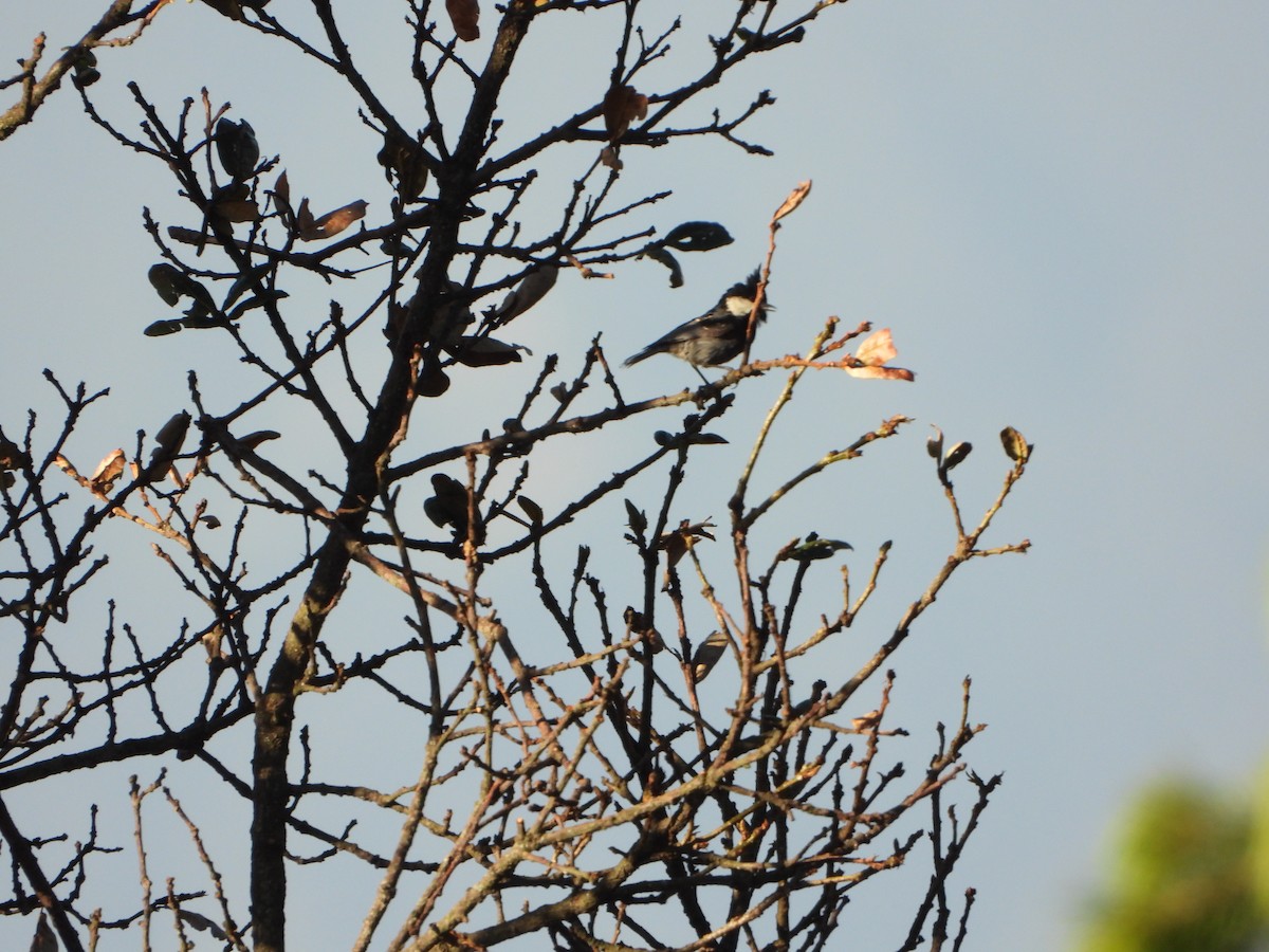 Coal Tit - ML619714391