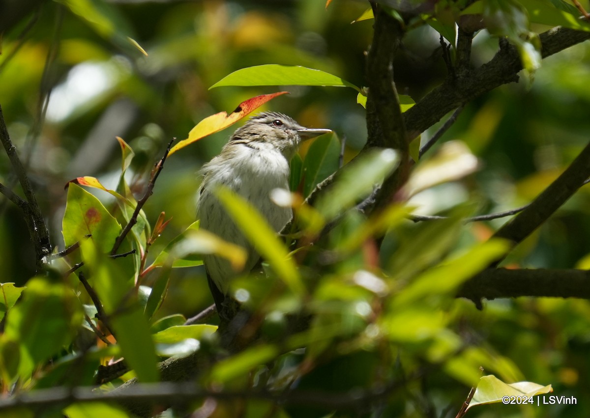 Red-eyed Vireo - Lam-Son Vinh