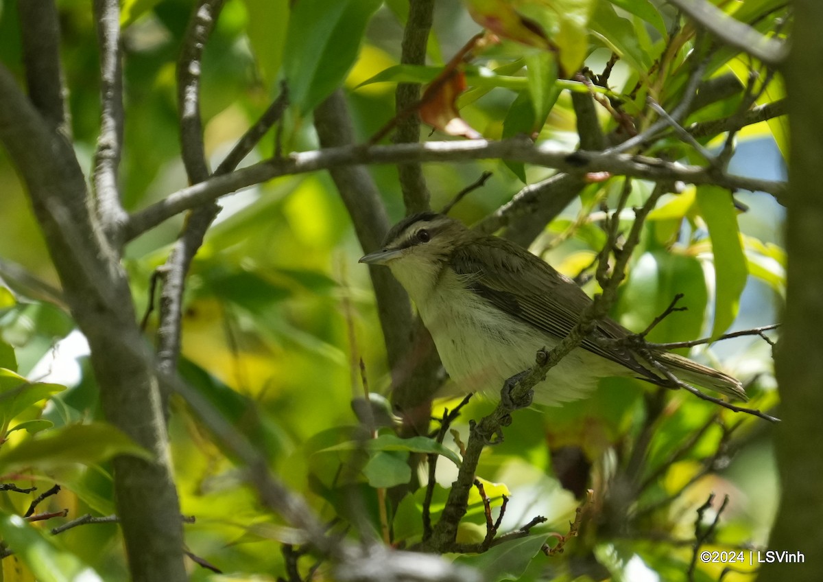 Vireo Ojirrojo - ML619714414