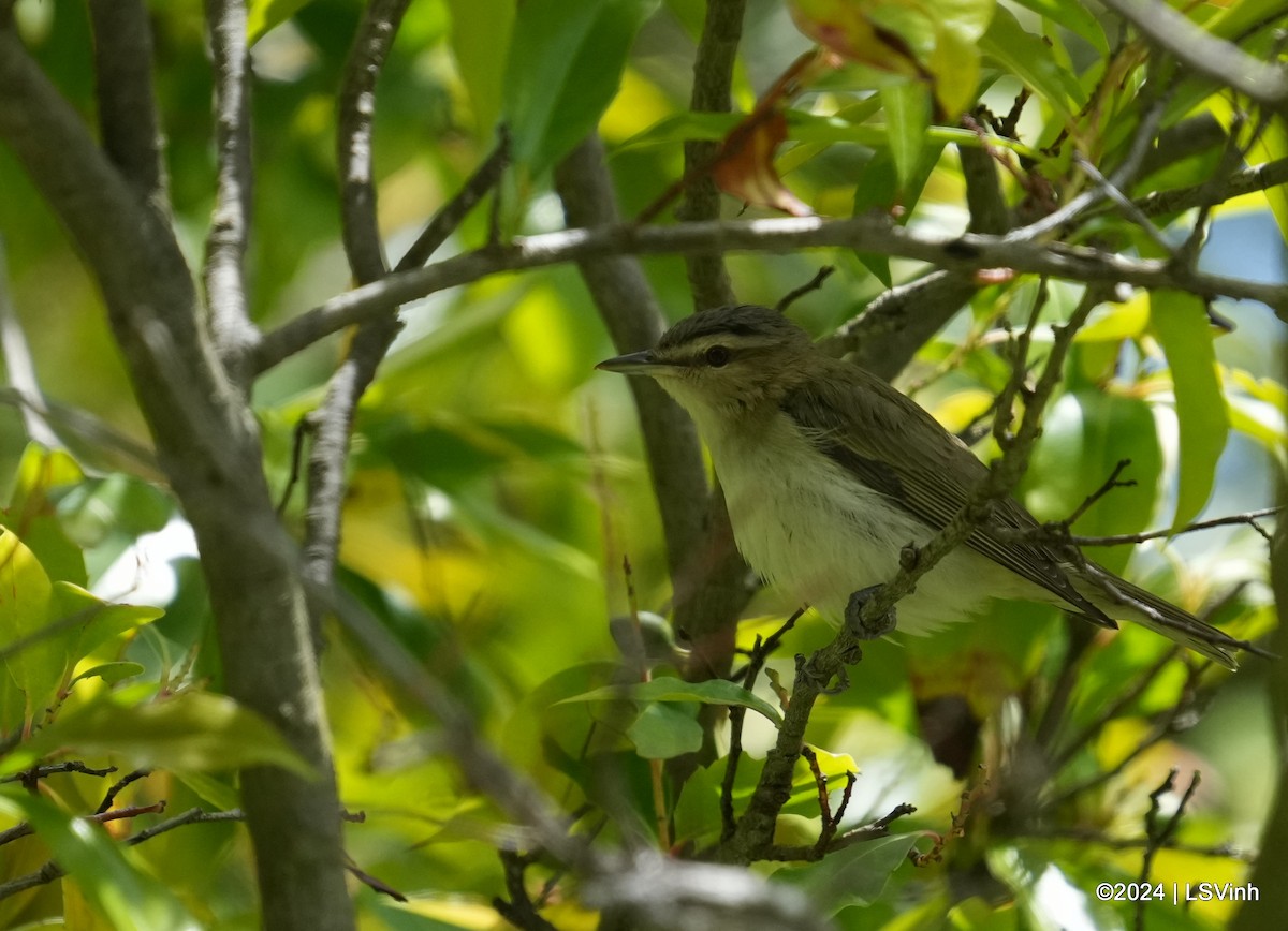 Red-eyed Vireo - Lam-Son Vinh