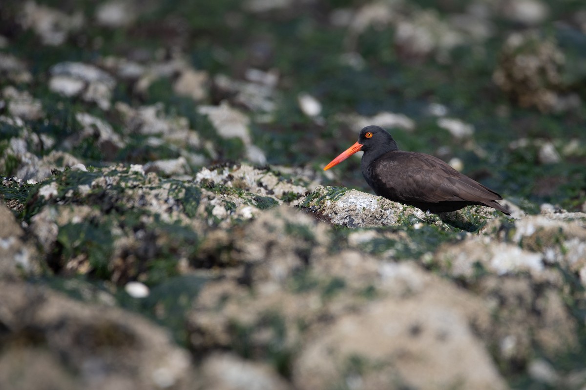 Black Oystercatcher - ML619714471