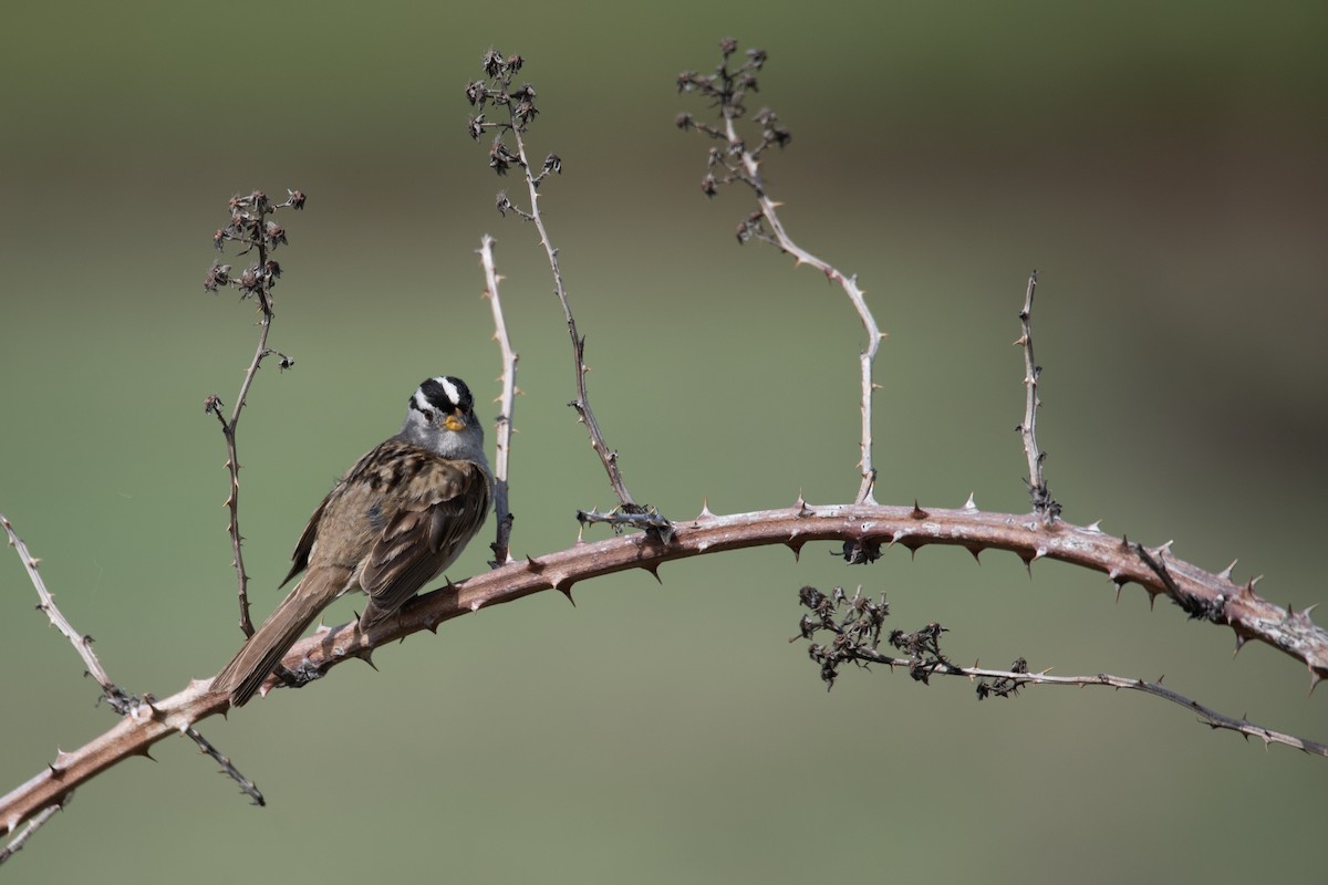 White-crowned Sparrow - Philippe Hénault