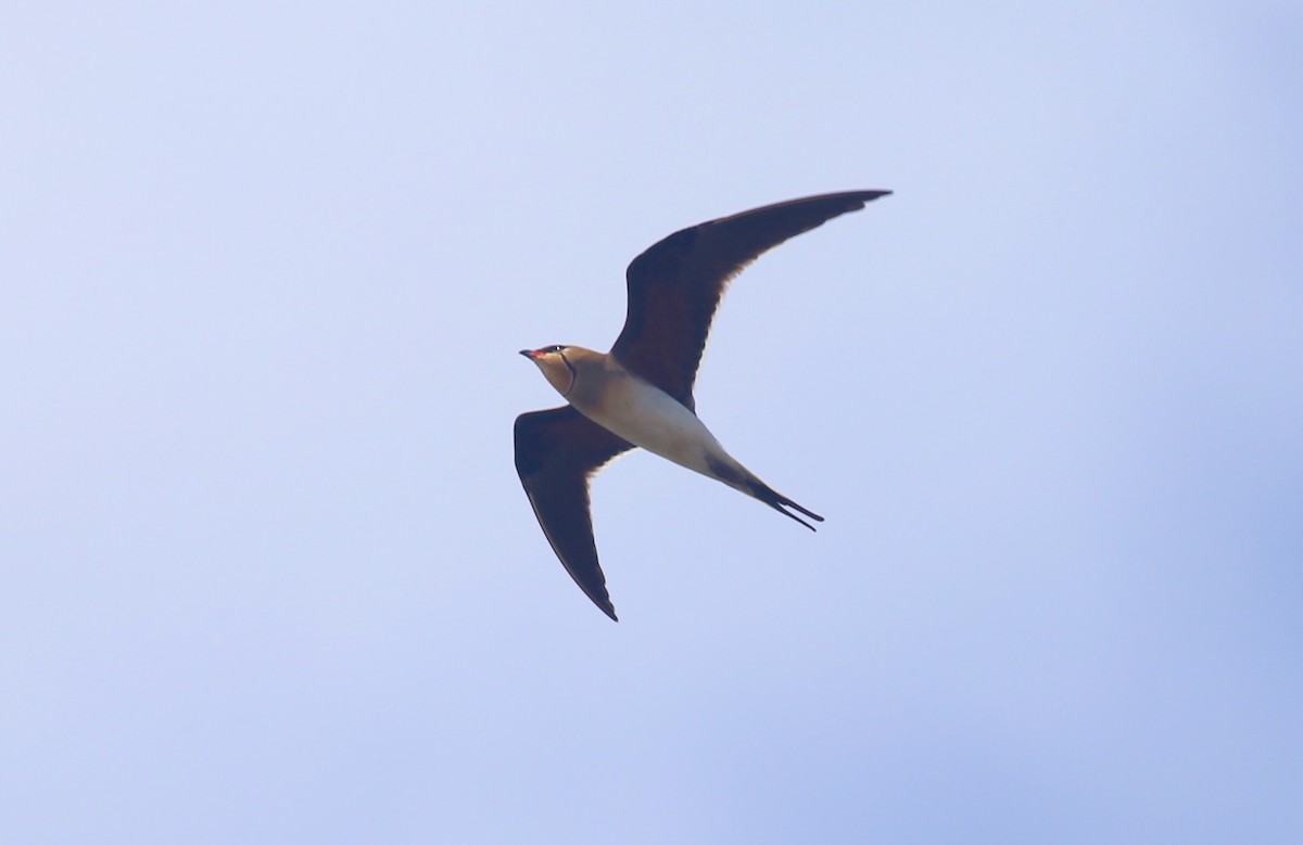 Collared Pratincole - ML619714479