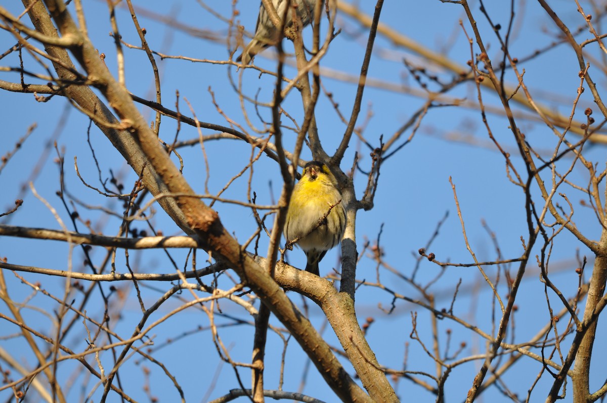 Eurasian Siskin - ML619714494