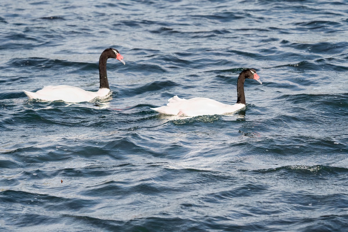 Black-necked Swan - ML619714496