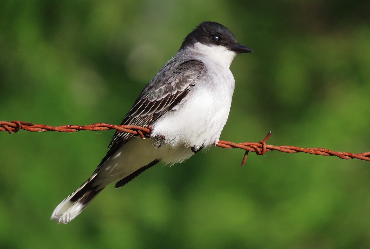 Eastern Kingbird - ML619714523