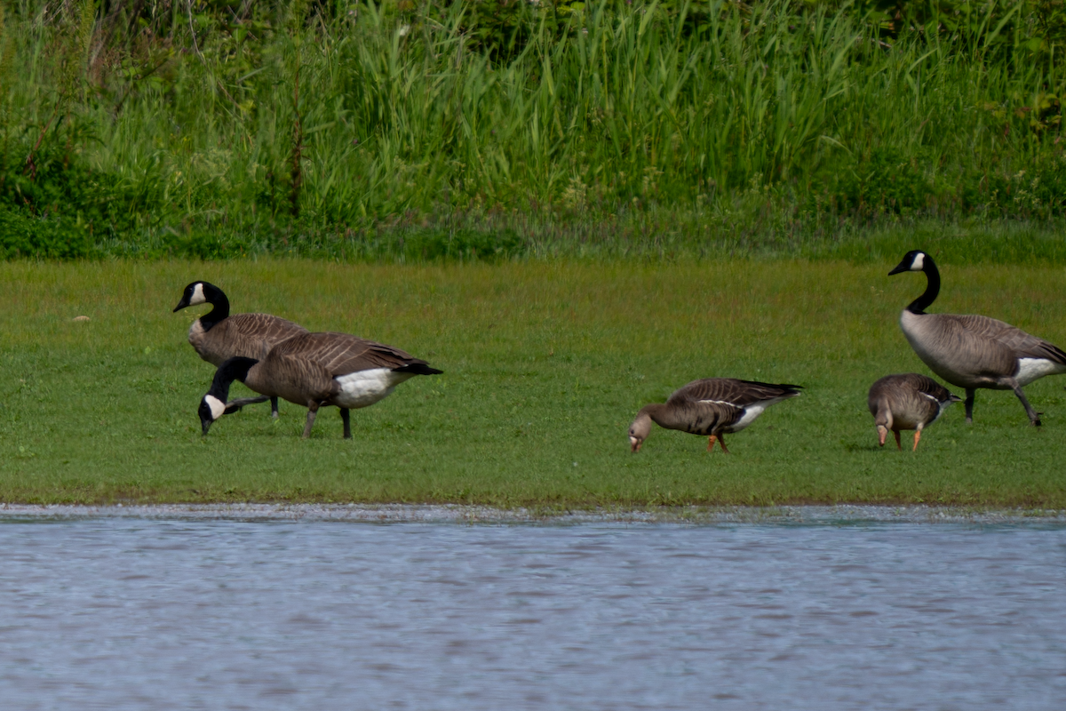 Greater White-fronted Goose - ML619714539