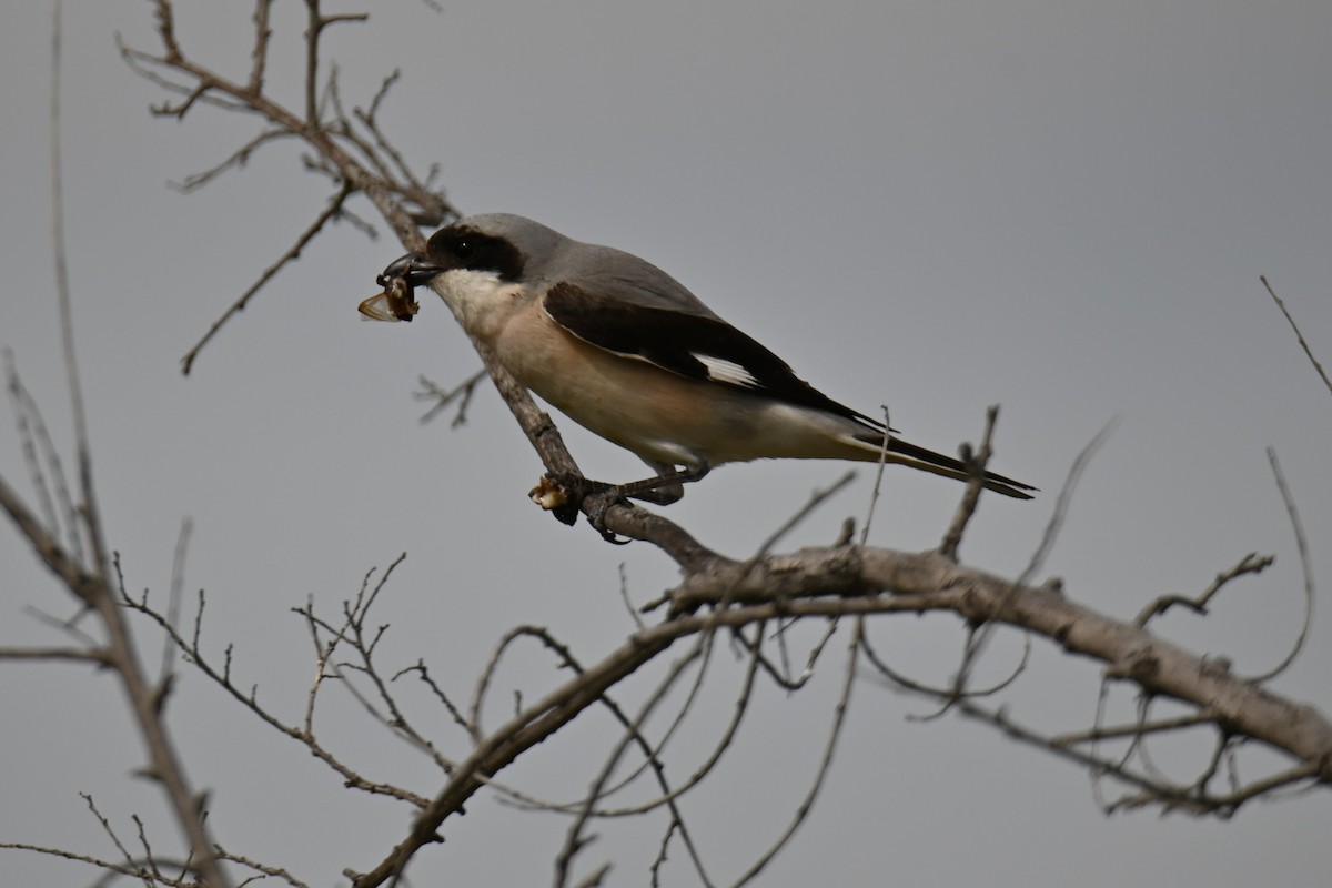 Lesser Gray Shrike - ML619714540